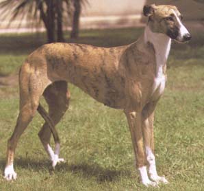 Galgo español